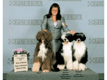 Best of Opposite, Winners Bitch, Best Puppy - KW Kennel Club