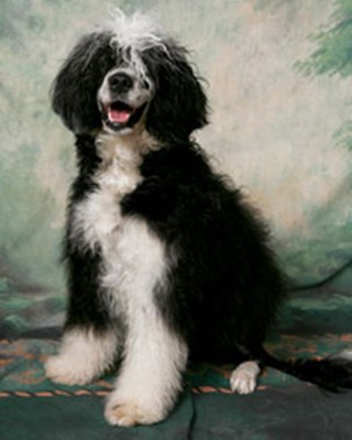 Splash - Portuguese Water Dog