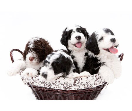 Puppy Application for Portuguese Water Dogs
