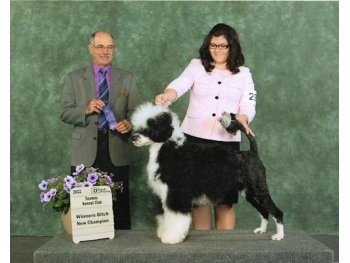 Winners Bitch, New Champion - Seaway Kennel Club