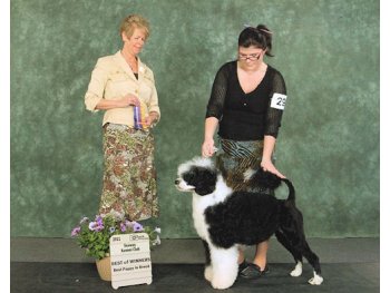 Best of Winners, Best Puppy In Breed