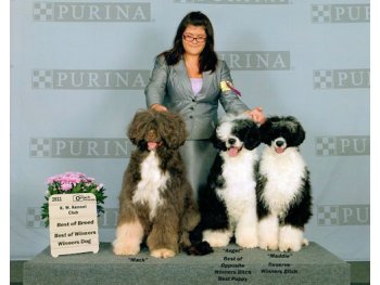 Best of Opposite, Winners Bitch, Best Puppy - KW Kennel Club  