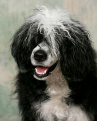 The Portuguese Water Dog