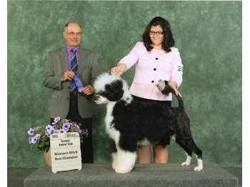 Winners Bitch, New Champion - Seaway Kennel Club 